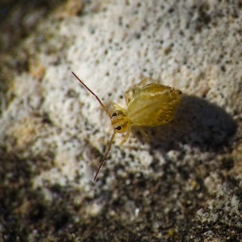 Réf. 290 263 : Sminthurus viridis
